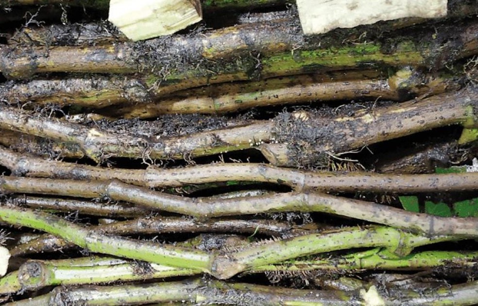 চুইঝাল ২৫০ গ্রাম (গ্রেড-সি)